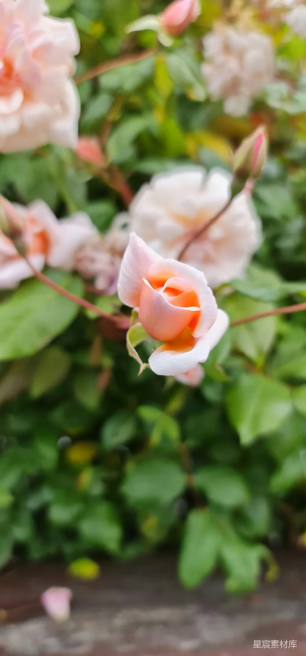 高清摄影 花朵 自然 浪漫 春天 柔和 初绽的玫瑰