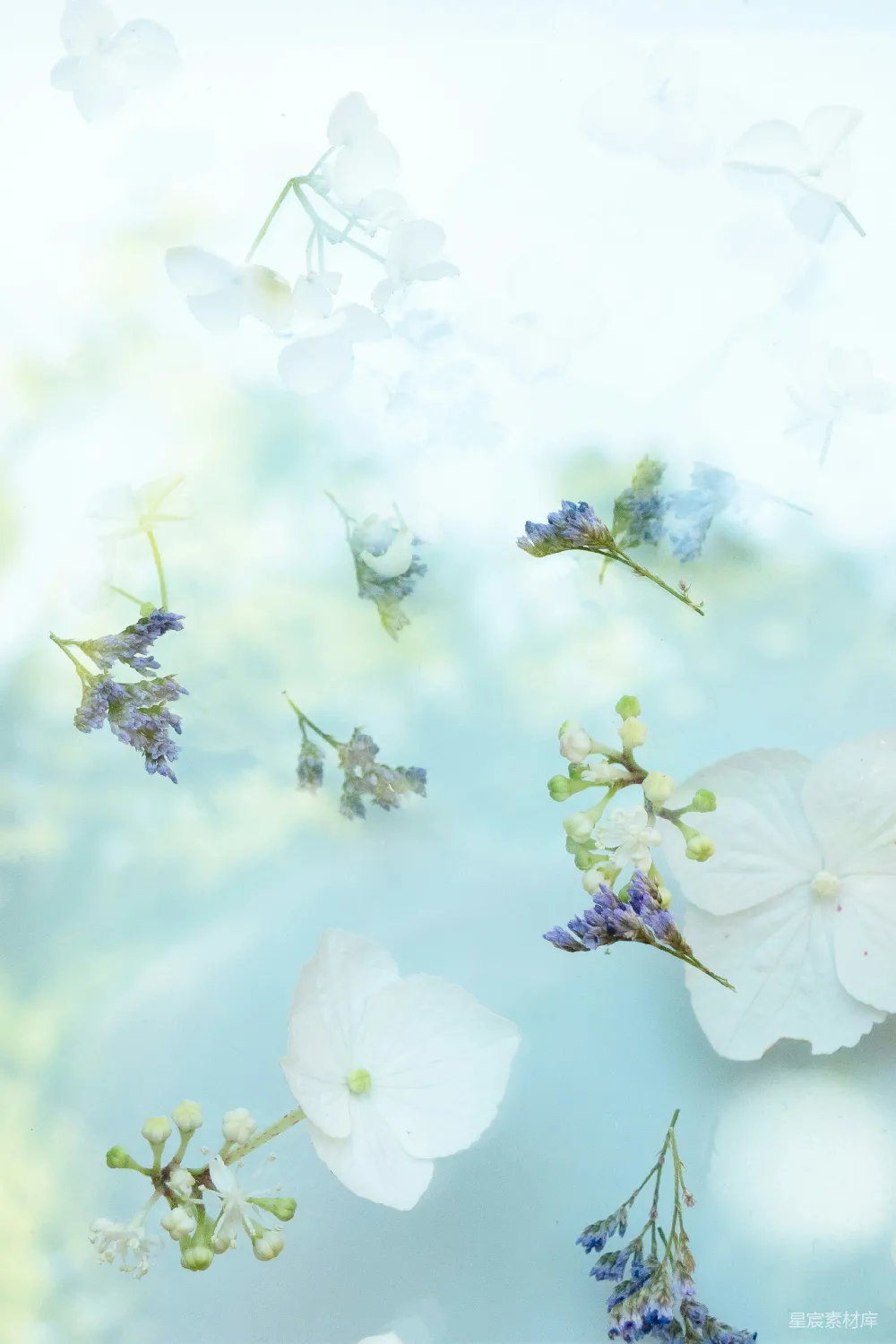 高清摄影 花卉 清新 自然 夏日 背景 淡雅花语：夏日清新的花卉背景