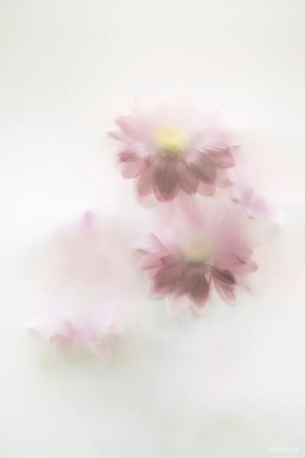 高清摄影 花 雾 艺术 清新 自然 粉紫色的花在雾中漂浮