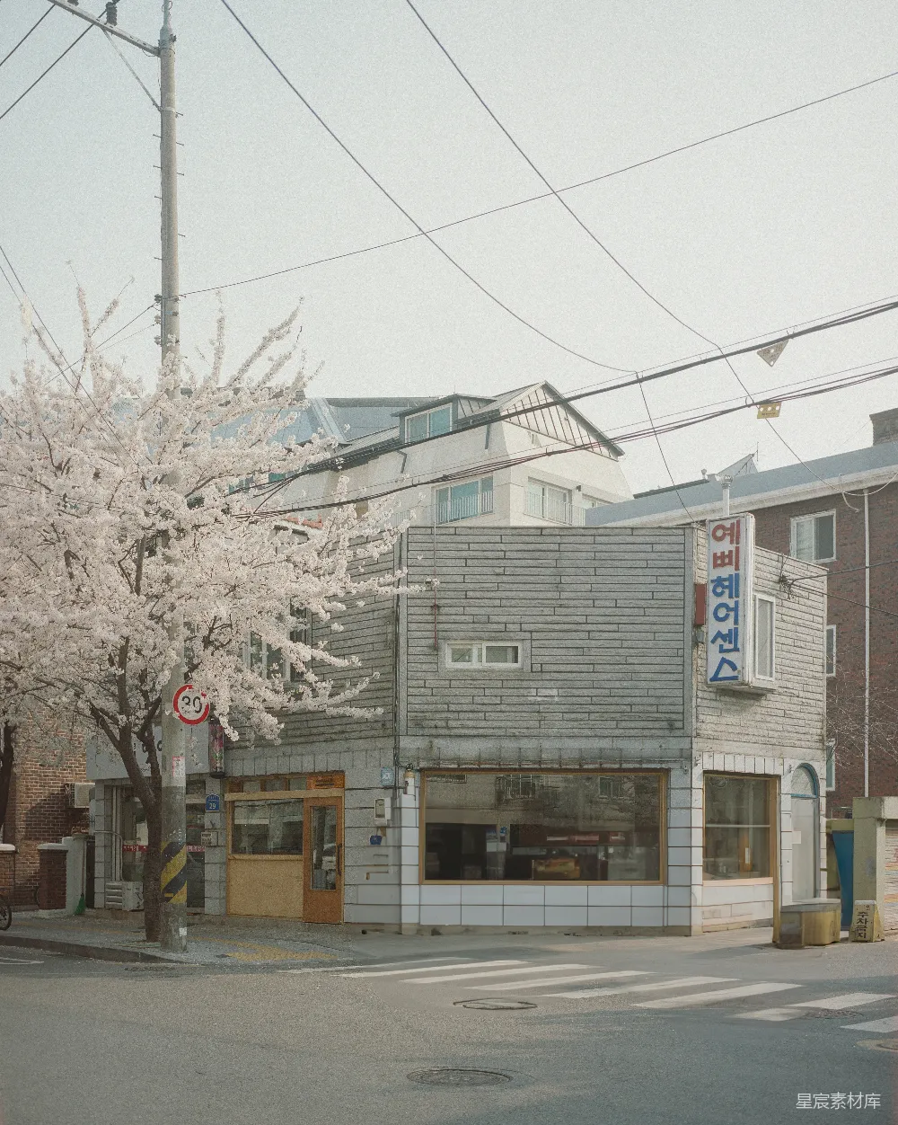 高清摄影 春日 樱花 街道 建筑 城市 春日里的樱花与街角小店