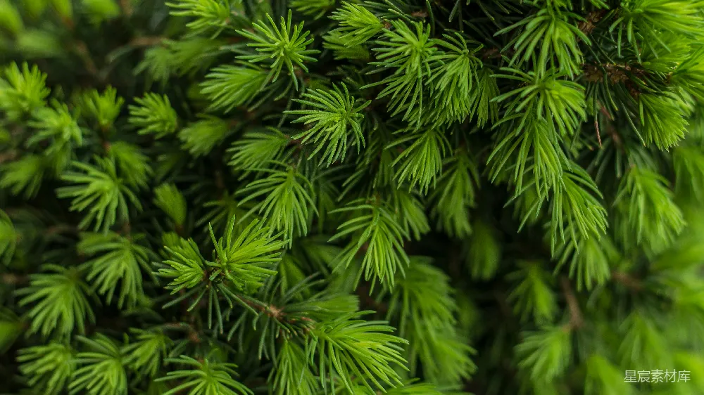 高清摄影 松树 自然 绿色 户外 植物 松针特写