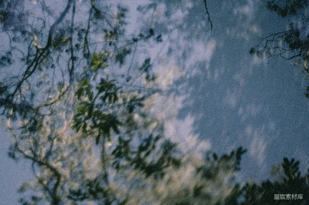 高清摄影 自然 宁静 光影 户外 天空 树影下的天空