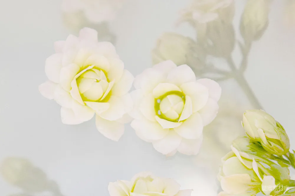 高清摄影 花朵 静谧 纯白 自然 清新 纯白花朵的静谧之美
