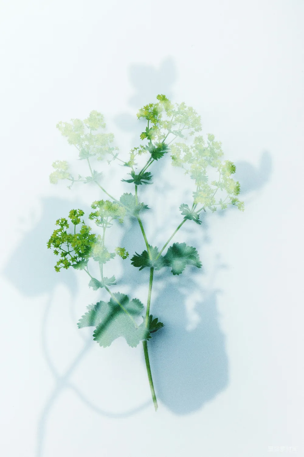 高清摄影 自然 光影 植物 清新 艺术 光影中的绿色植物