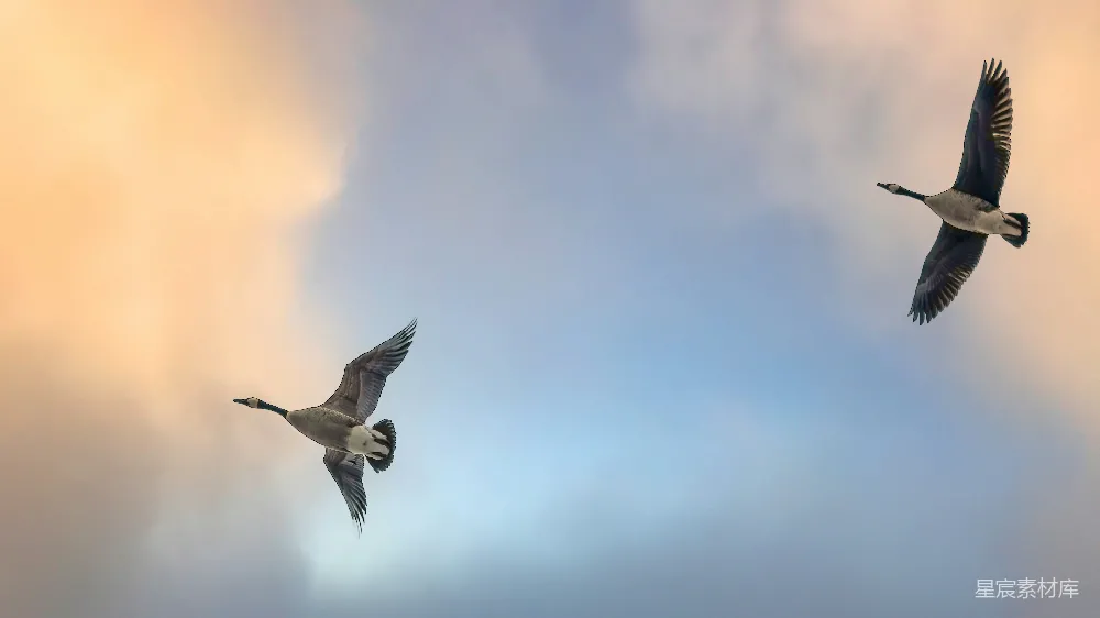 高清摄影 天空 鸟类 自然 飞翔 宁静 天空中的双雁剪影