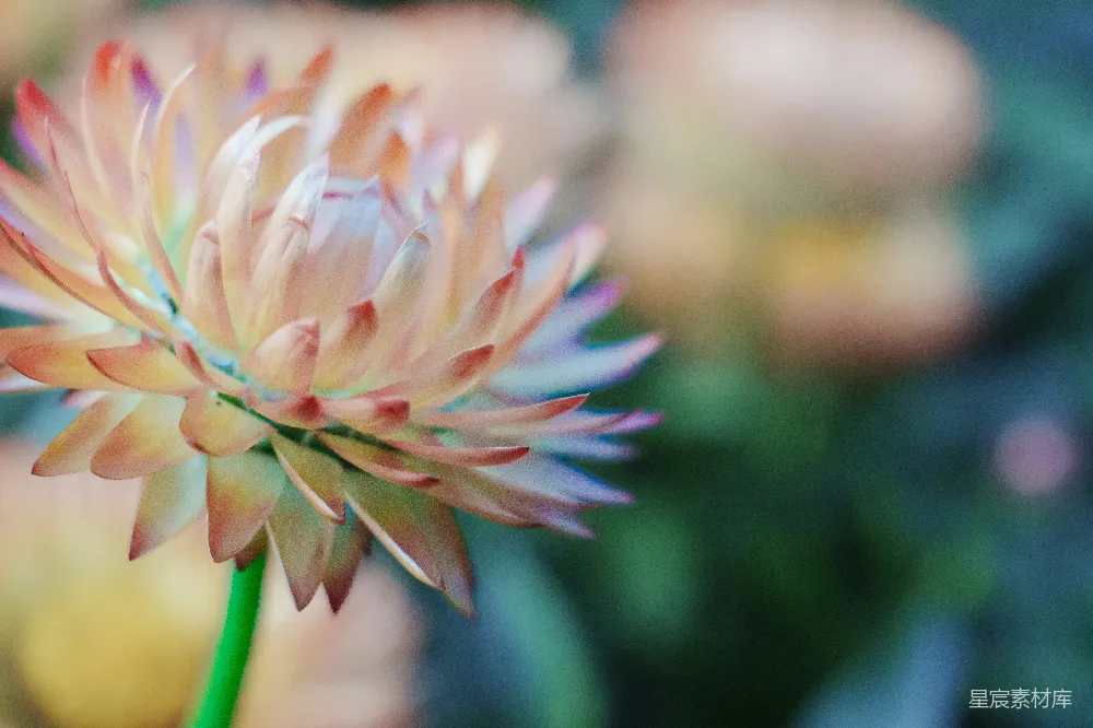 高清摄影 花朵 渐变色 自然 特写 细腻 粉嫩渐变的花朵特写