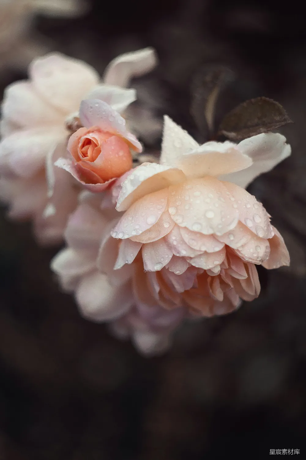 高清摄影 玫瑰 雨滴 自然 花卉 清新 雨后初晴的粉玫瑰