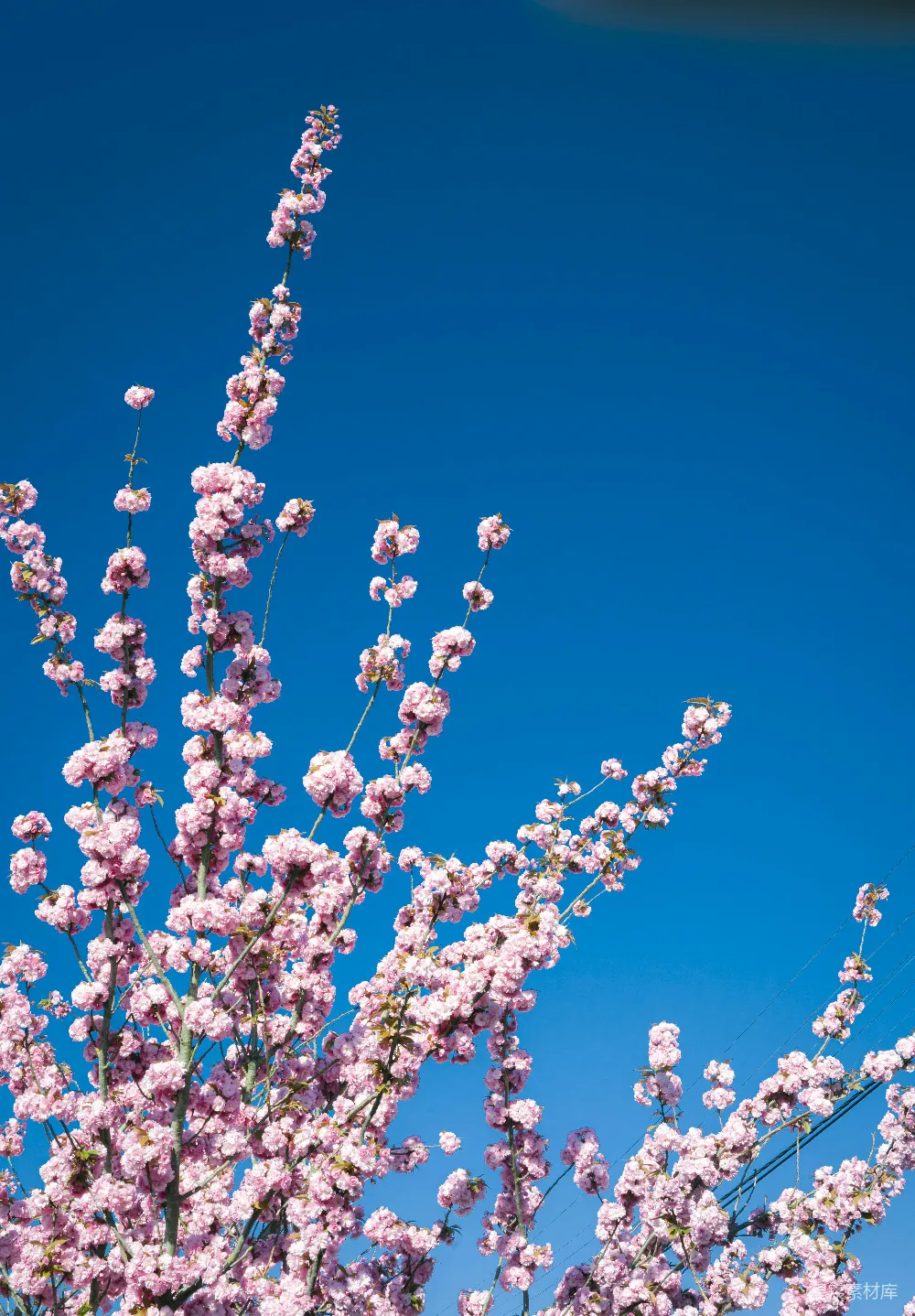 高清摄影 樱花 春天 自然 花卉 户外 春天的樱花树