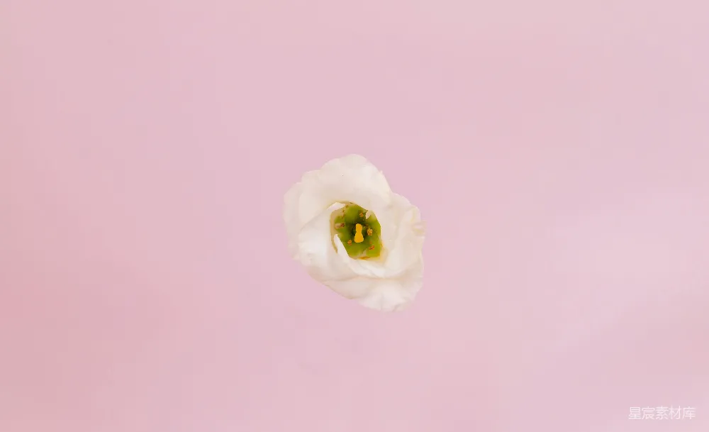 高清摄影 花朵 粉色背景 简约风格 自然主题 清新 白色花朵与粉红色背景