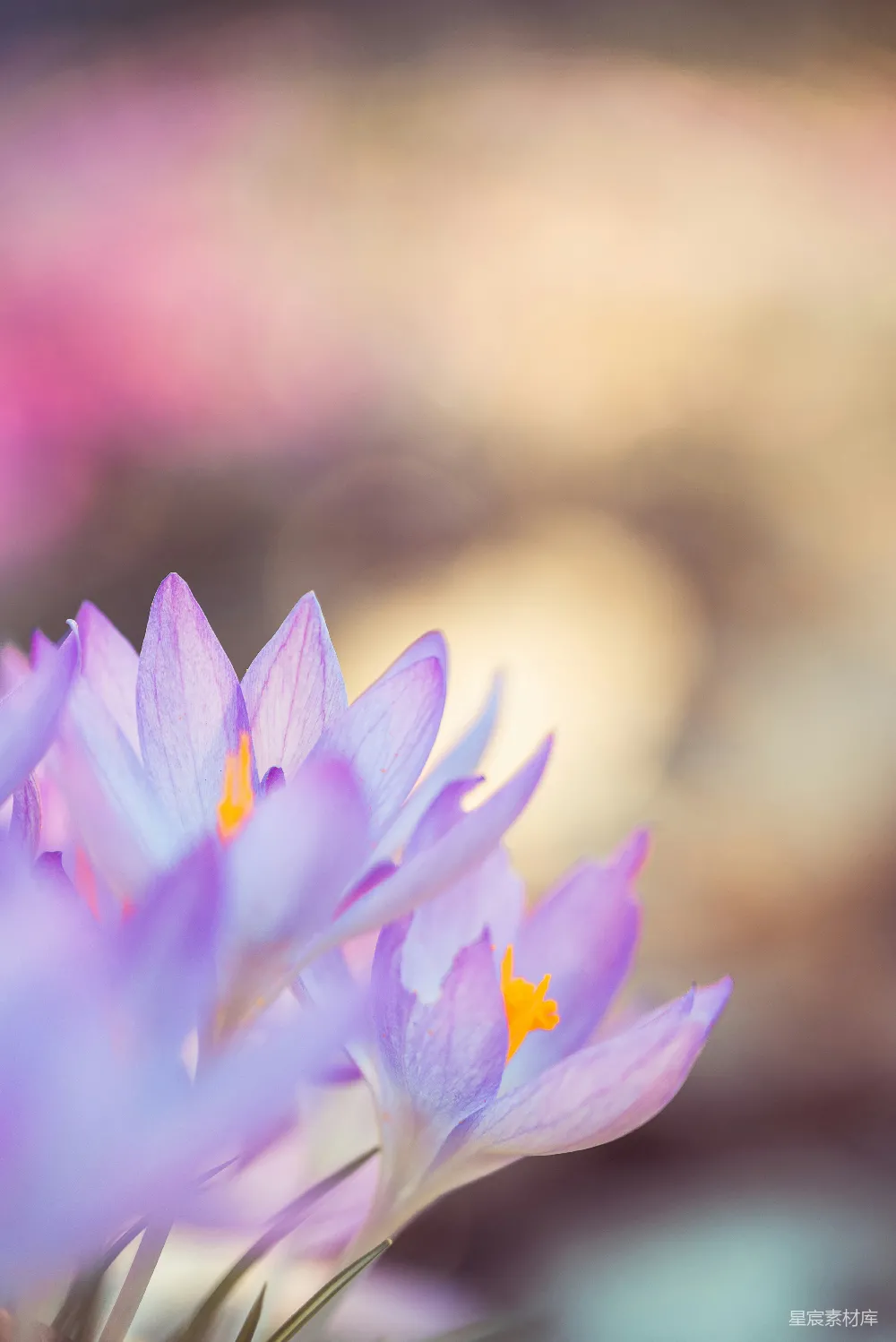 高清摄影 花朵 春季 自然 柔和 春天 春日紫花的温柔绽放