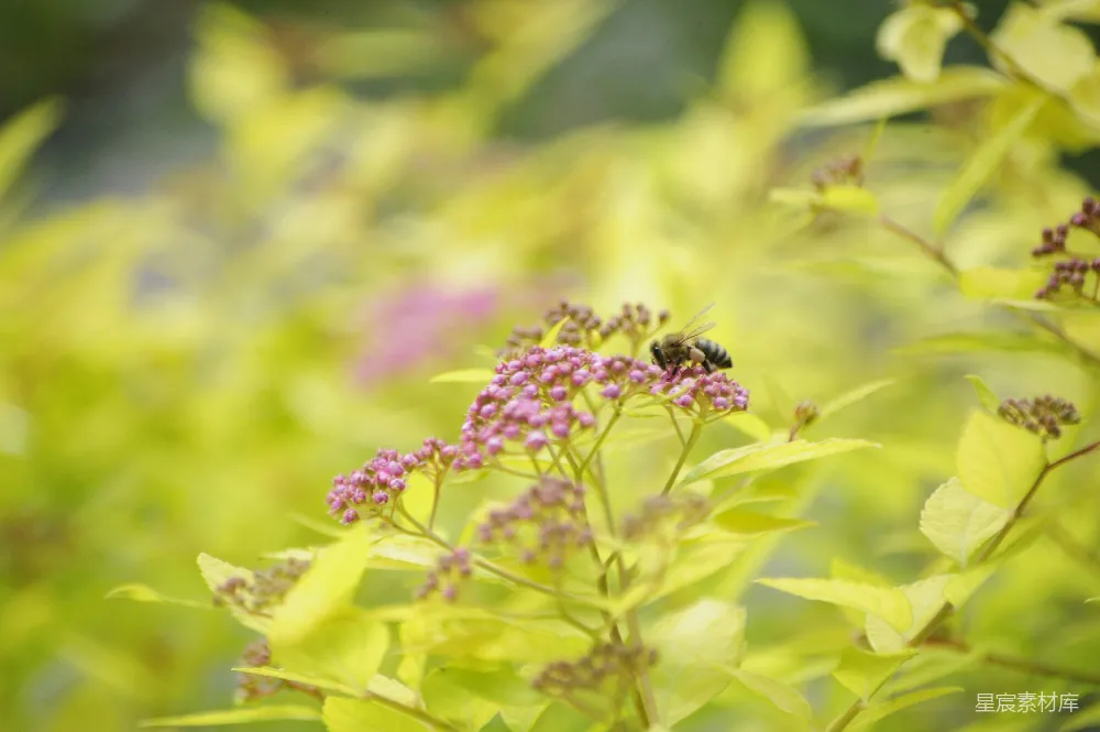 高清摄影 蜜蜂 花卉 自然 宁静 生态 蜜蜂采蜜的宁静瞬间