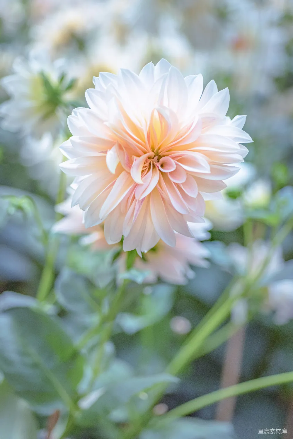 高清摄影 花朵 自然 清新 摄影 秋季 柔美淡雅的秋日花朵