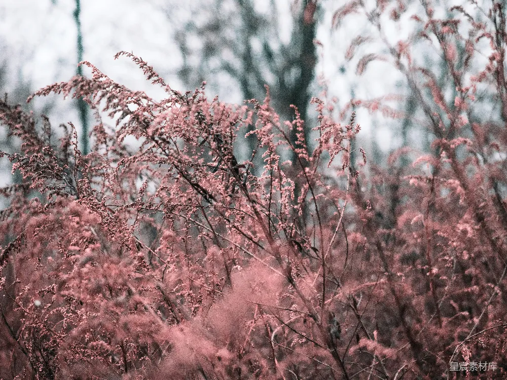 高清摄影 自然 植物 粉色 户外 宁静 粉红色的植物