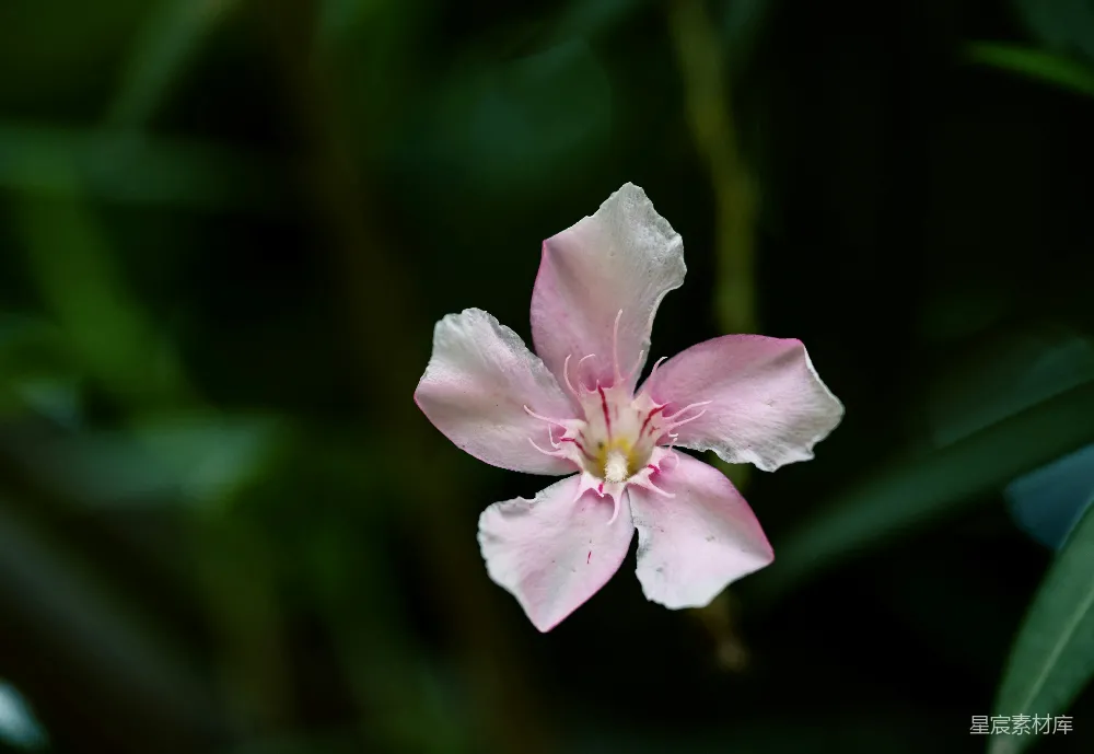高清摄影 花卉 自然 特写 柔和 春天 粉红色的花朵特写