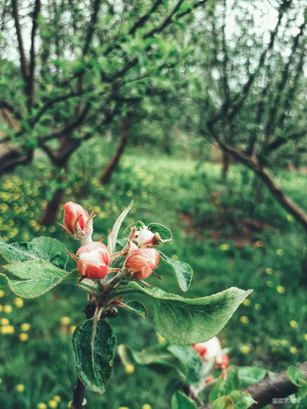 高清摄影 花园 花苞 自然 清新 雨后 雨后花园的粉色花苞