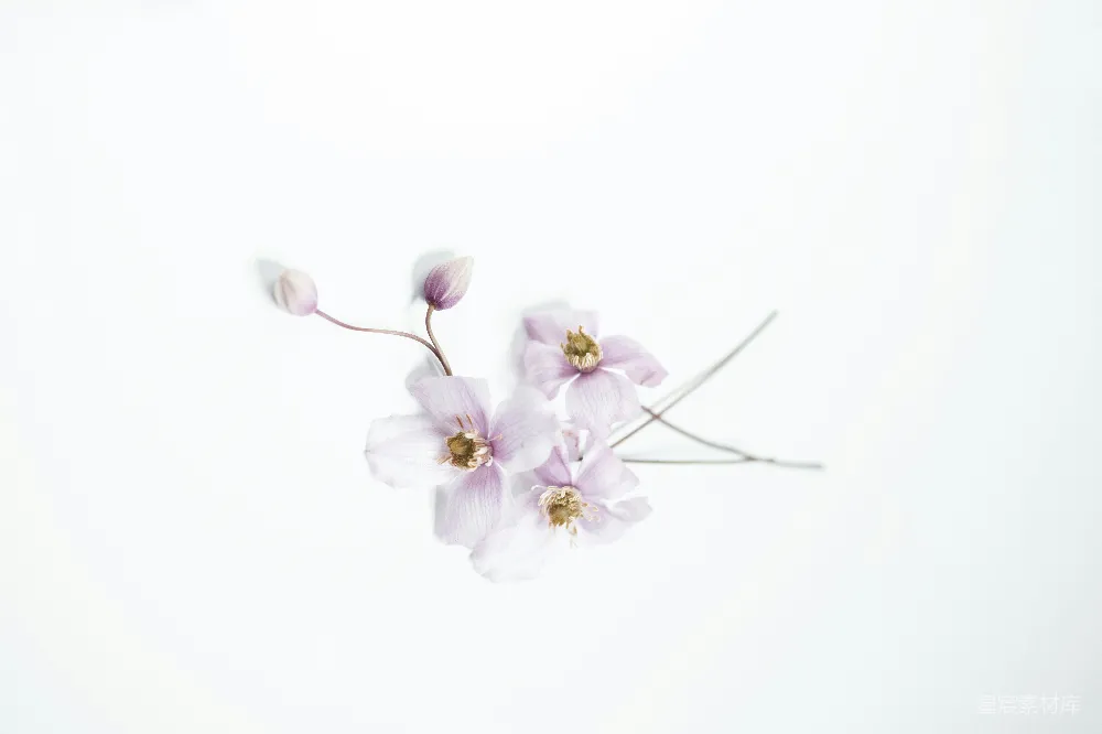 高清摄影 花朵 静谧 简约 自然 装饰 紫色花朵的静谧之美