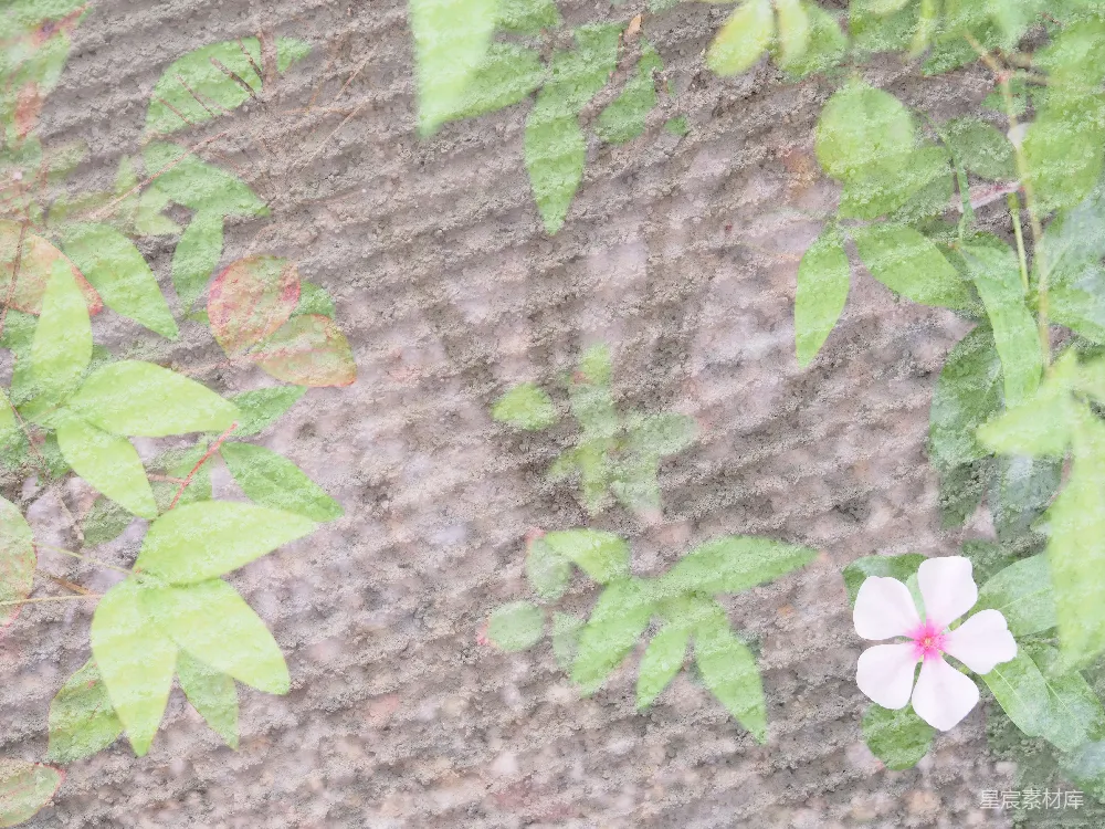 高清摄影 霜降 自然 小花 绿叶 静谧 霜降后的小花与绿叶