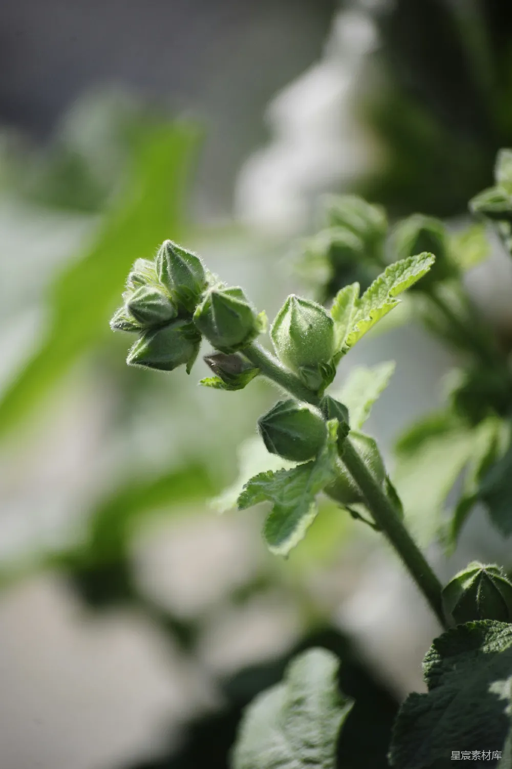 高清摄影 自然 绿色 植物 花蕾 清新 初夏绿意盎然的花蕾