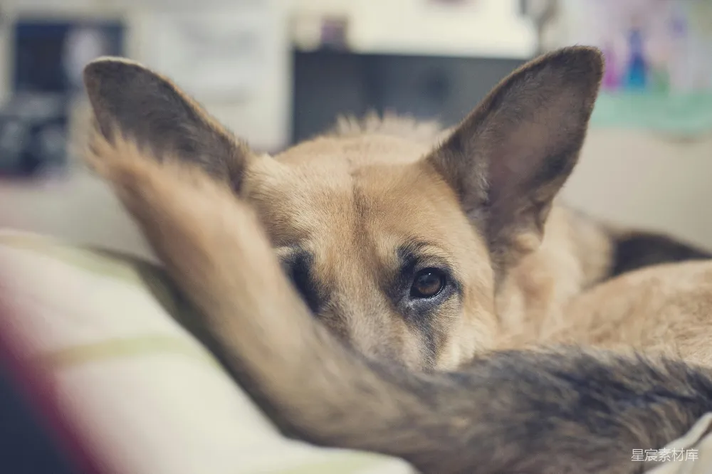 高清摄影 狗 德国牧羊犬 宠物 动物 室内 德国牧羊犬的侧脸特写