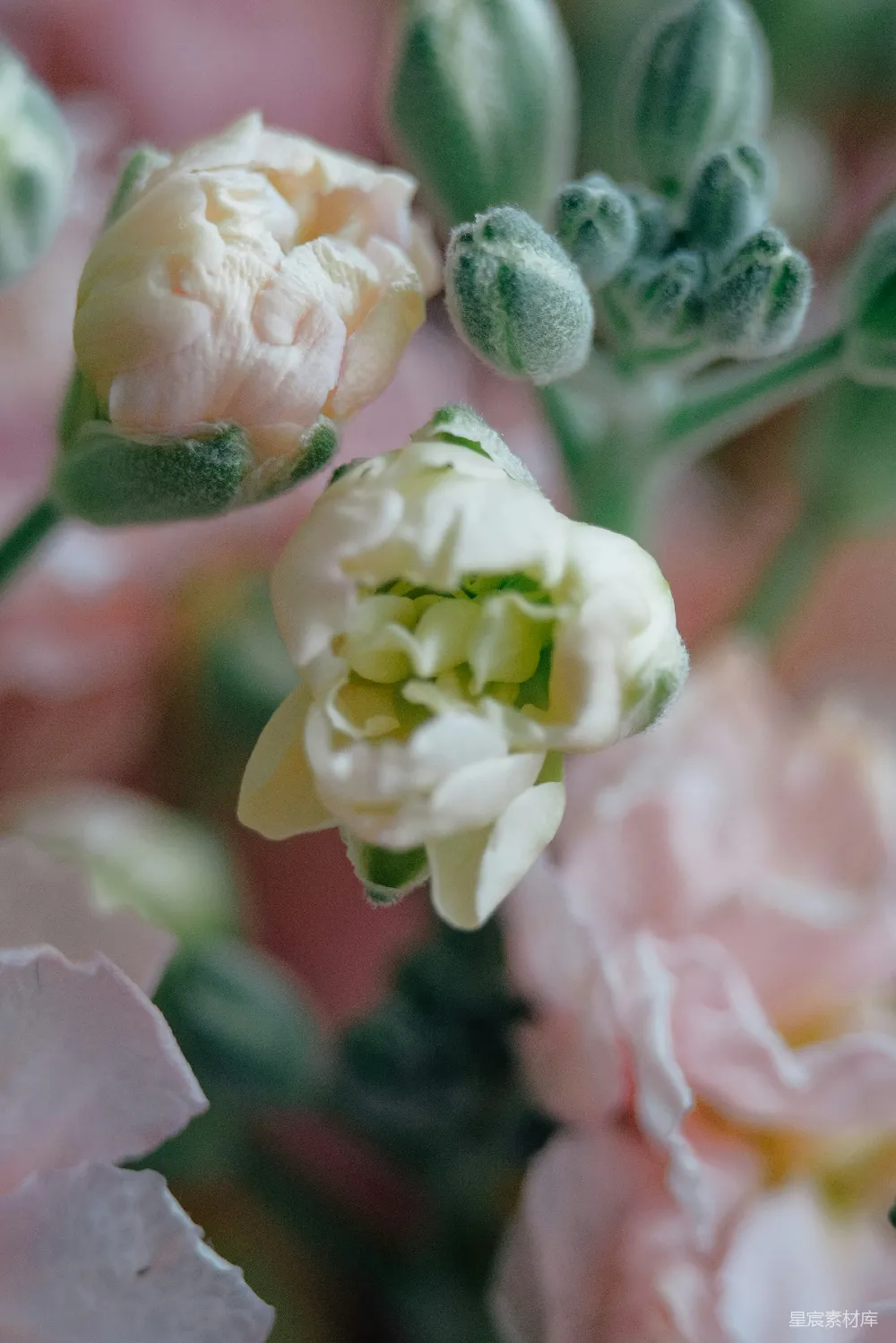 高清摄影 花朵 特写 柔和 粉白色 自然 花朵特写：柔和的粉白色花瓣与绿色花蕾