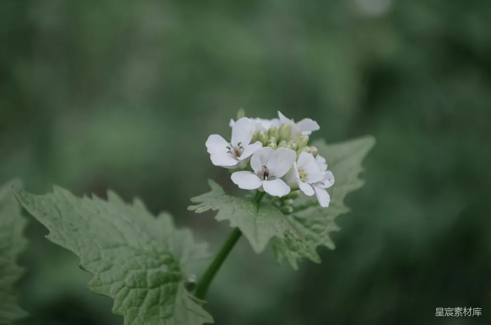 高清摄影 自然 花朵 清新 花卉 绿色 清新自然的白色小花