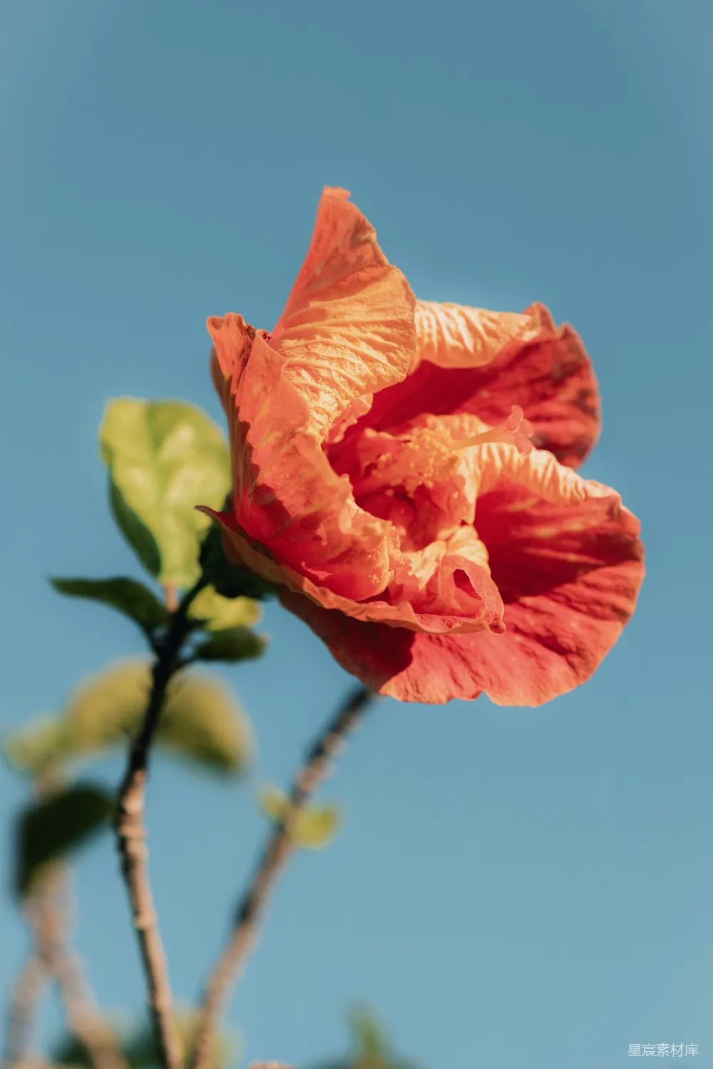 高清摄影 芙蓉花 夕阳 自然 花卉 春天 夕阳下的芙蓉花