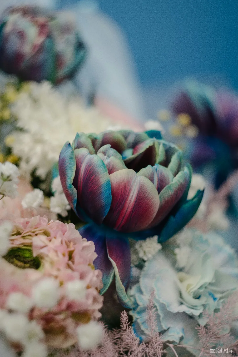 高清摄影 花朵 摄影 梦幻 花卉 自然 梦幻色彩的郁金香