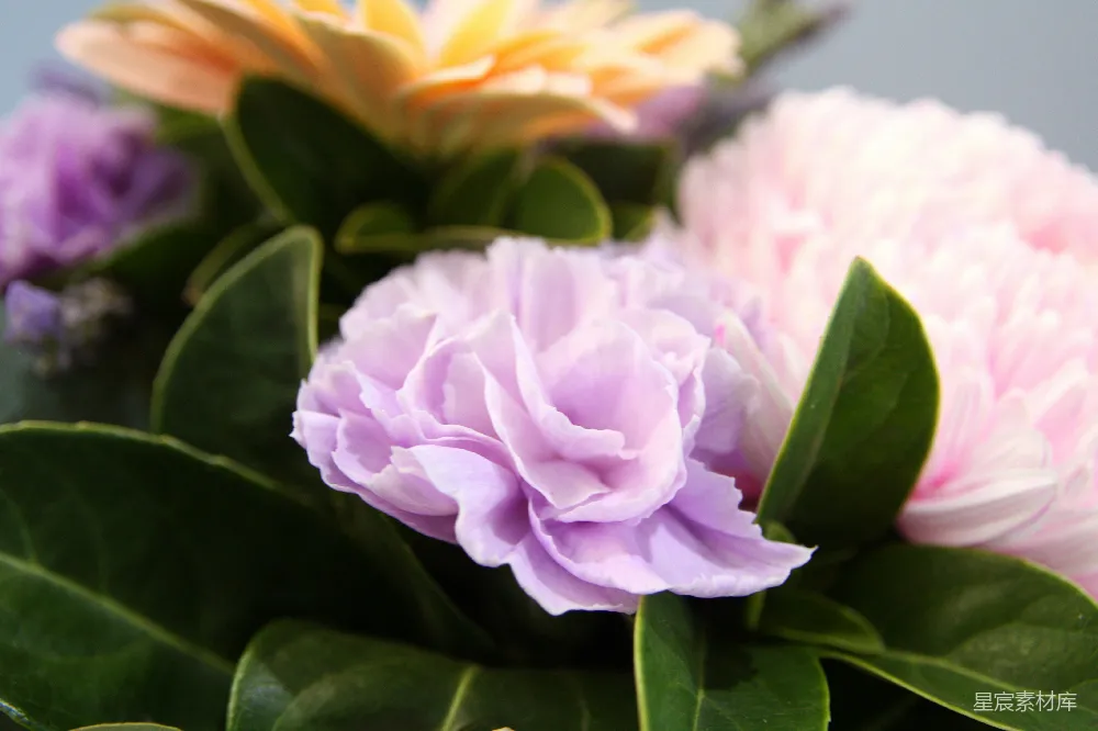 高清摄影 花卉 自然 花束 淡紫色 背景花卉 淡紫色的玫瑰与背景中的花卉