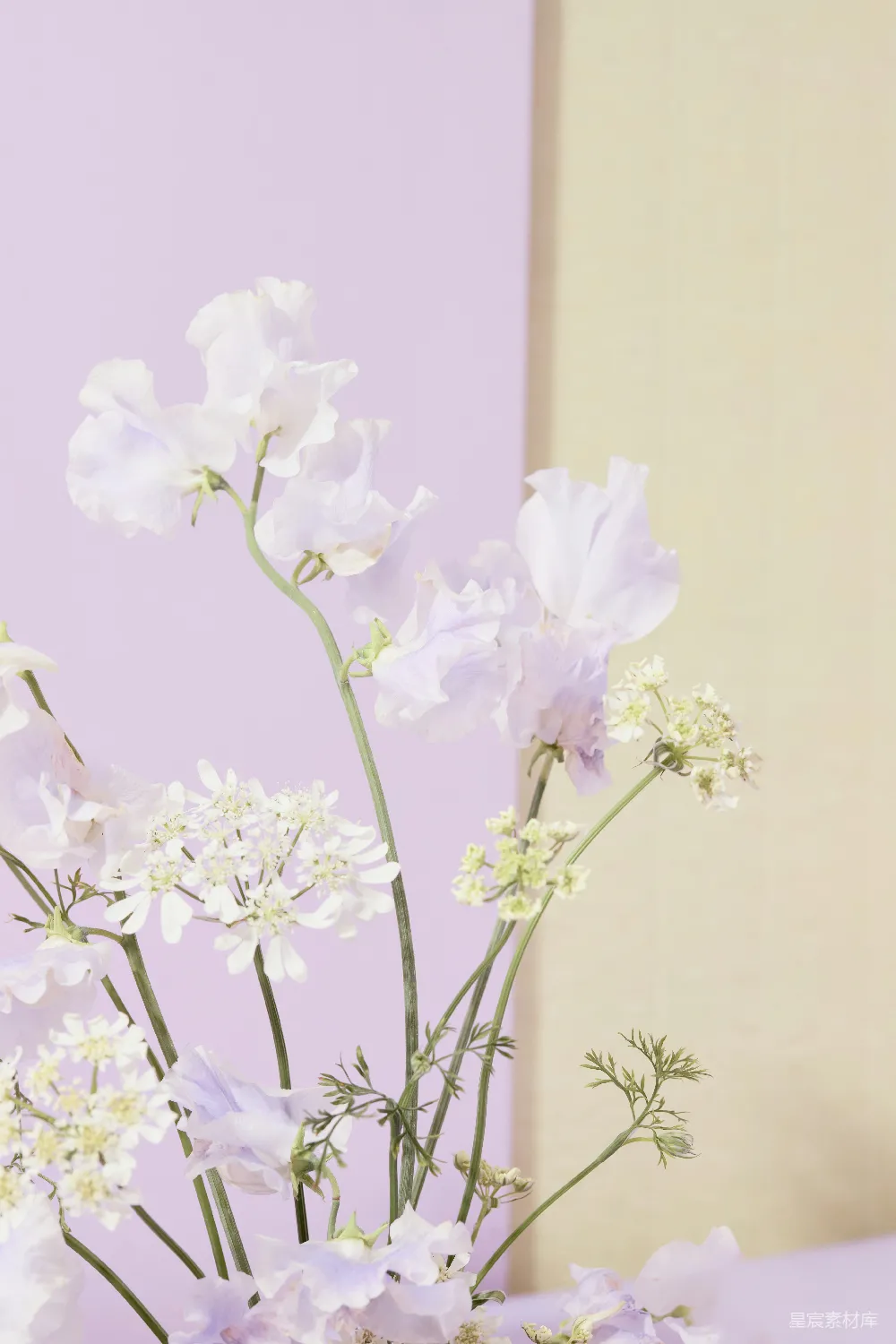高清摄影 花朵 自然 清新 室内 装饰 淡紫色与白色花朵的柔和构图