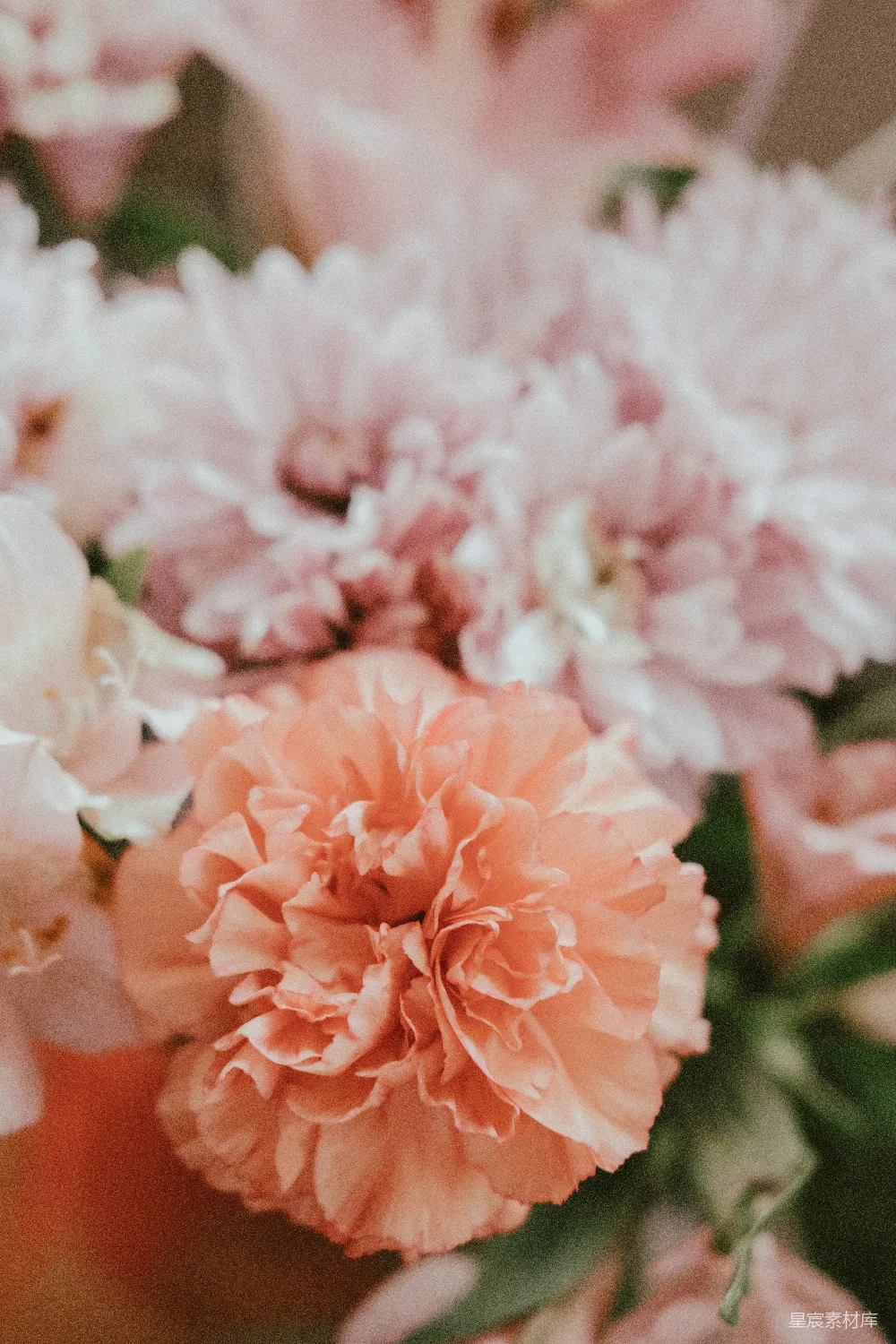 高清摄影 花卉 摄影 自然 柔和 浪漫 粉嫩玫瑰的温柔