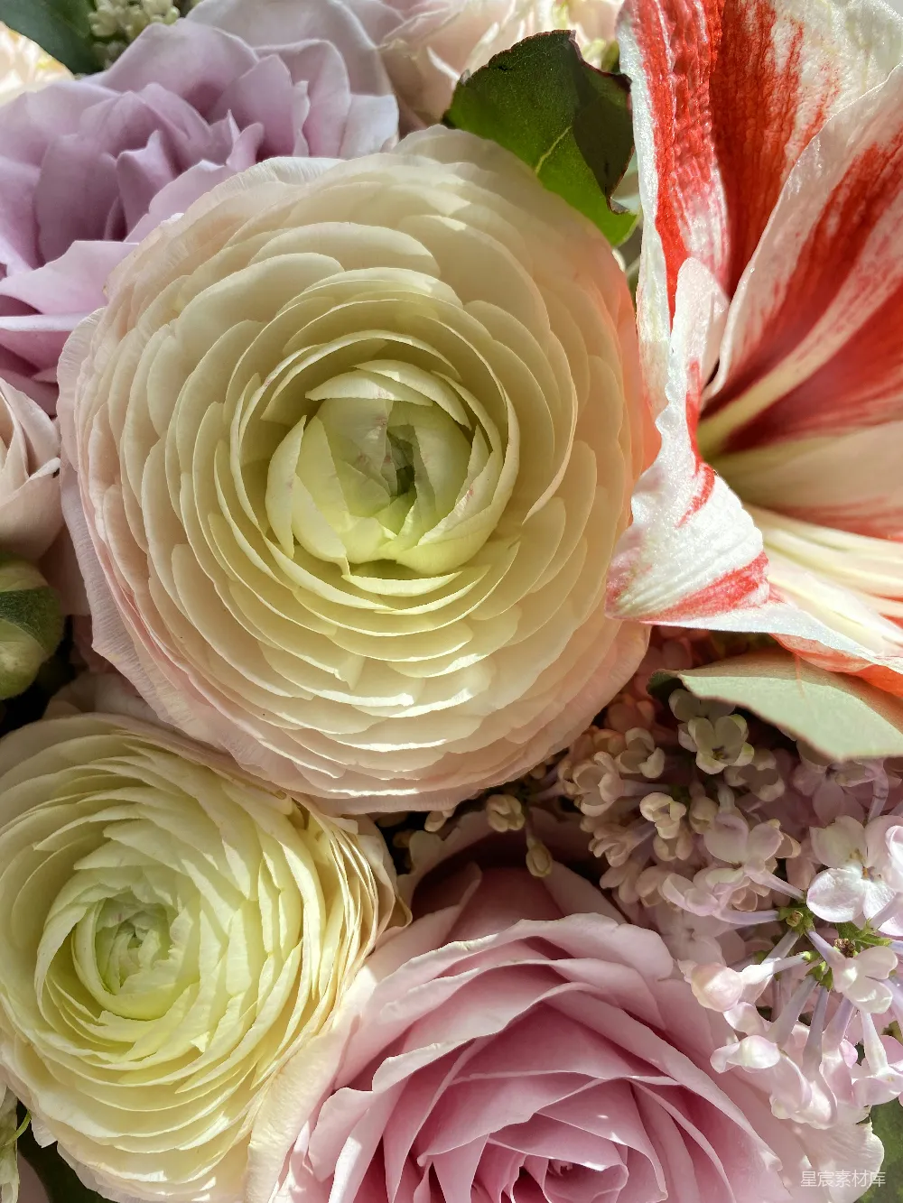 高清摄影 花卉 自然美 特写 优雅 花束 优雅花束特写：精致花瓣与自然美