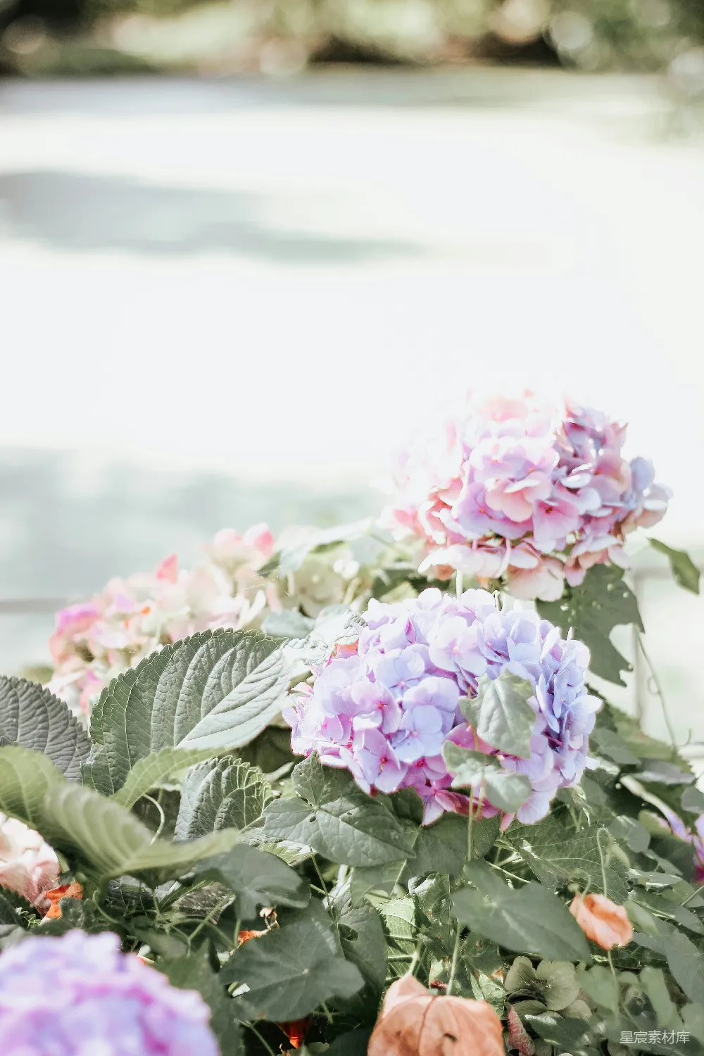 高清摄影 绣球花 花园 自然 清新 粉色 夏日花园中的绣球花