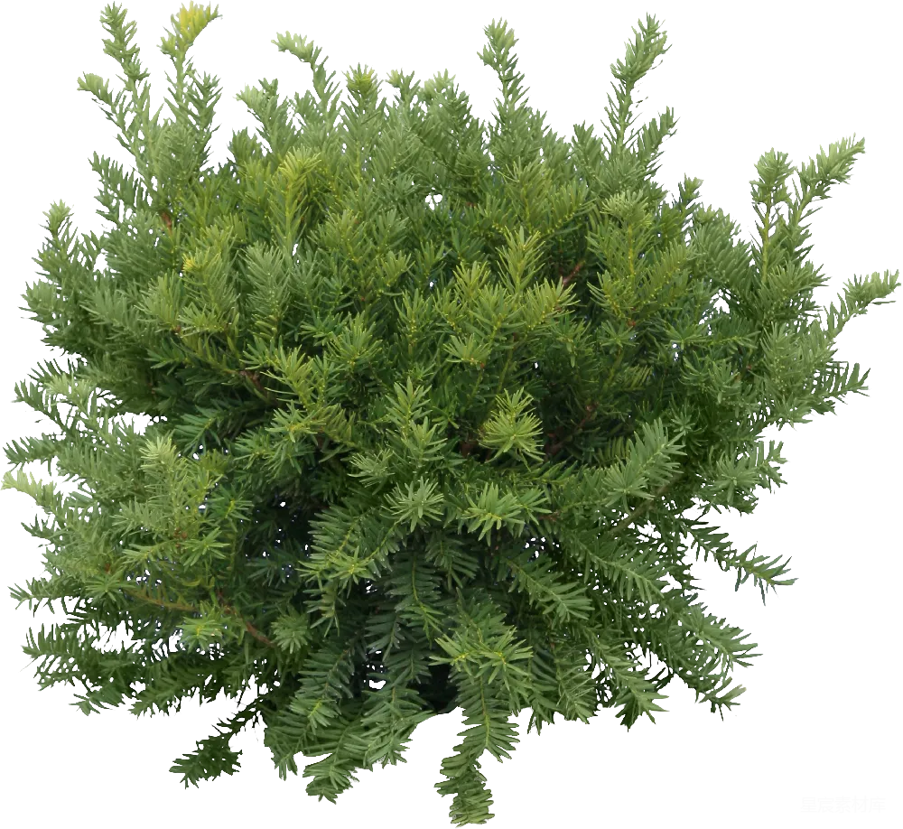 元素素材 元素 fir-tree