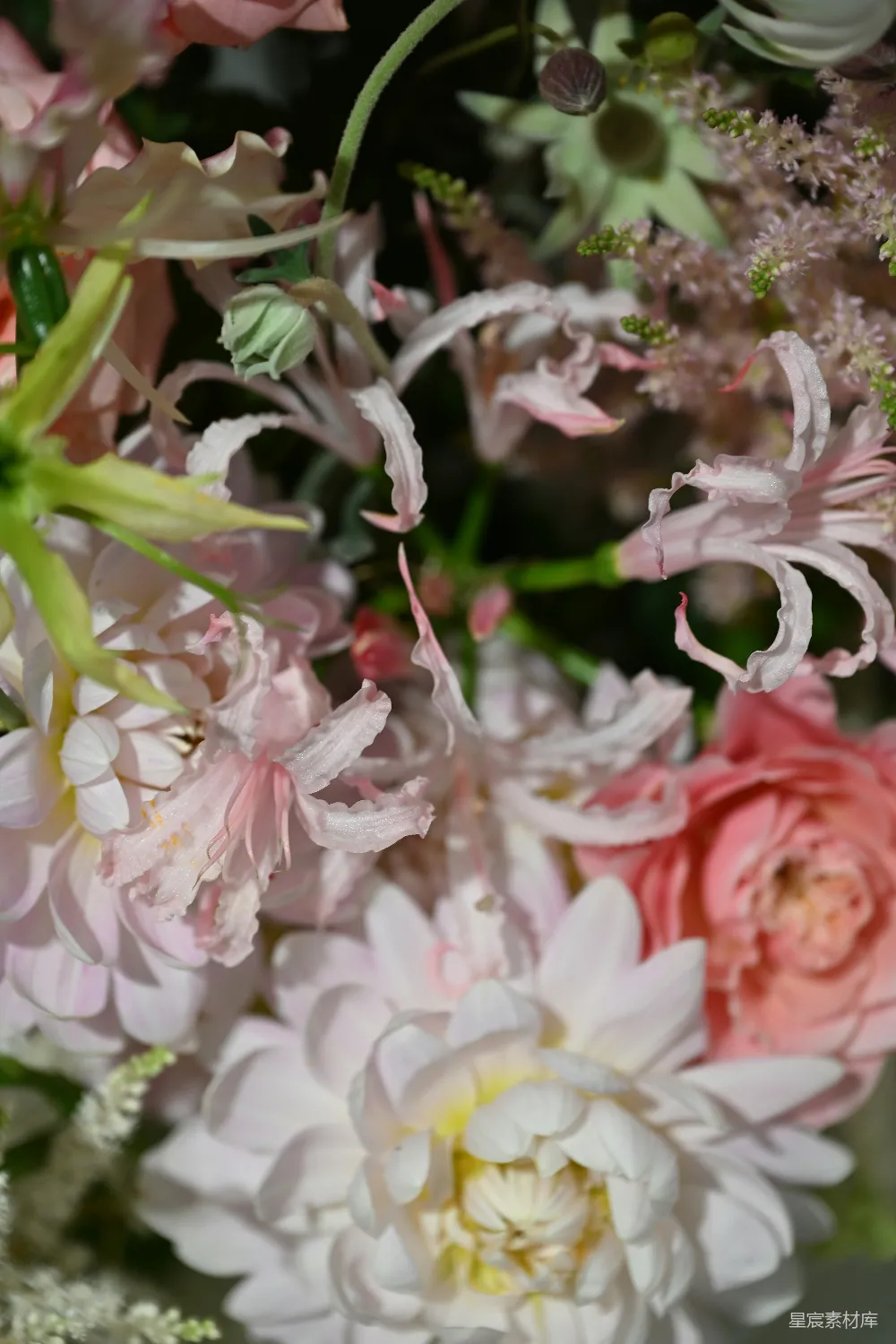 高清摄影 花束 花卉 自然 柔和 装饰 粉白交织的花束特写