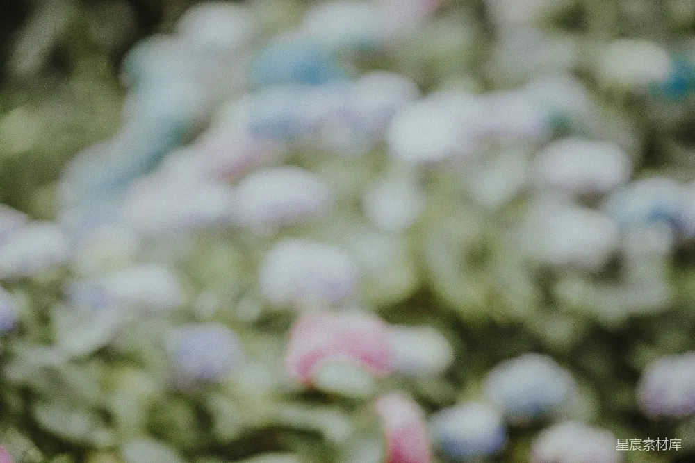 高清摄影 模糊 自然 花卉 艺术 背景 朦胧的花海