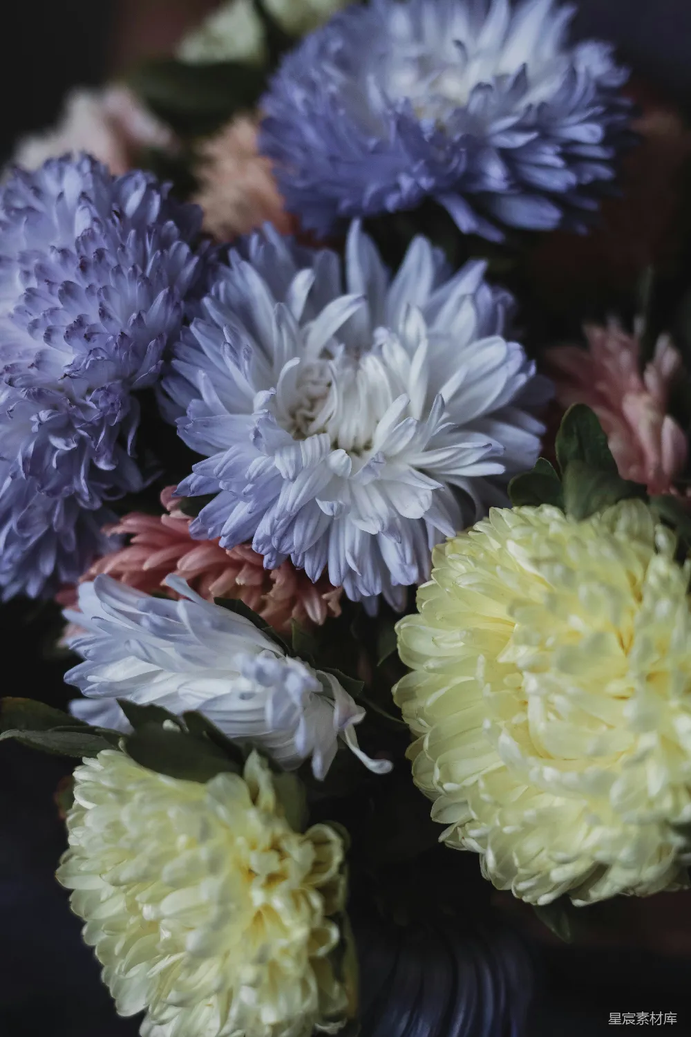 高清摄影 菊花 花卉 自然 色彩 静物 色彩斑斓的菊花