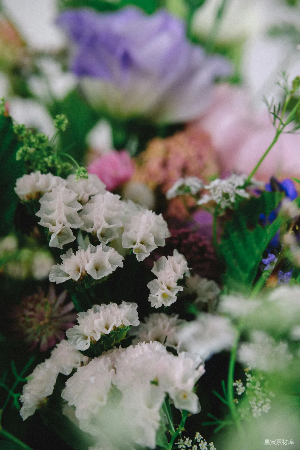 高清摄影 花卉 自然 静谧 色彩 花束 静谧的花海：多姿多彩的自然之美