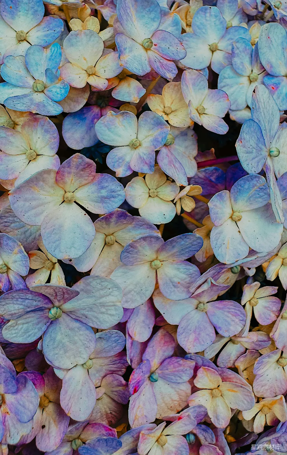 高清摄影 绣球花 花卉 自然 梦幻 背景 梦幻蓝紫色绣球花
