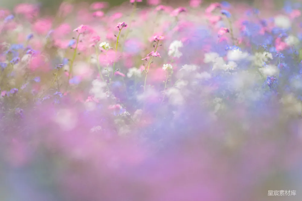 高清摄影 花海 朦胧 柔和 自然 梦幻 朦胧花海