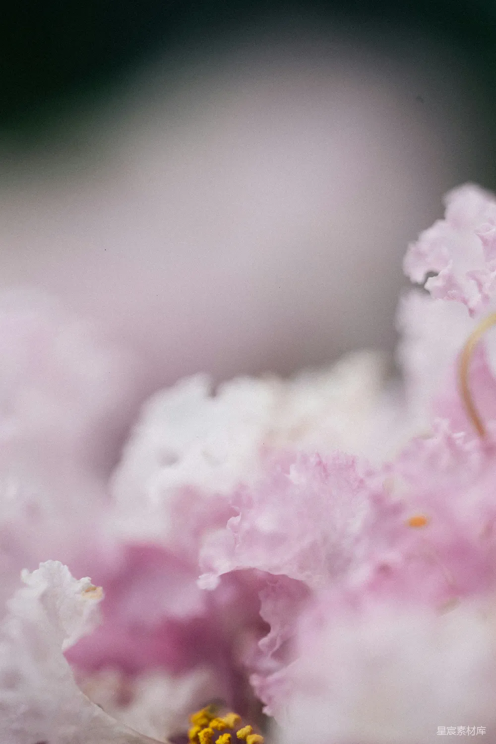 高清摄影 樱花 特写 淡雅 自然 花卉 淡雅樱花特写