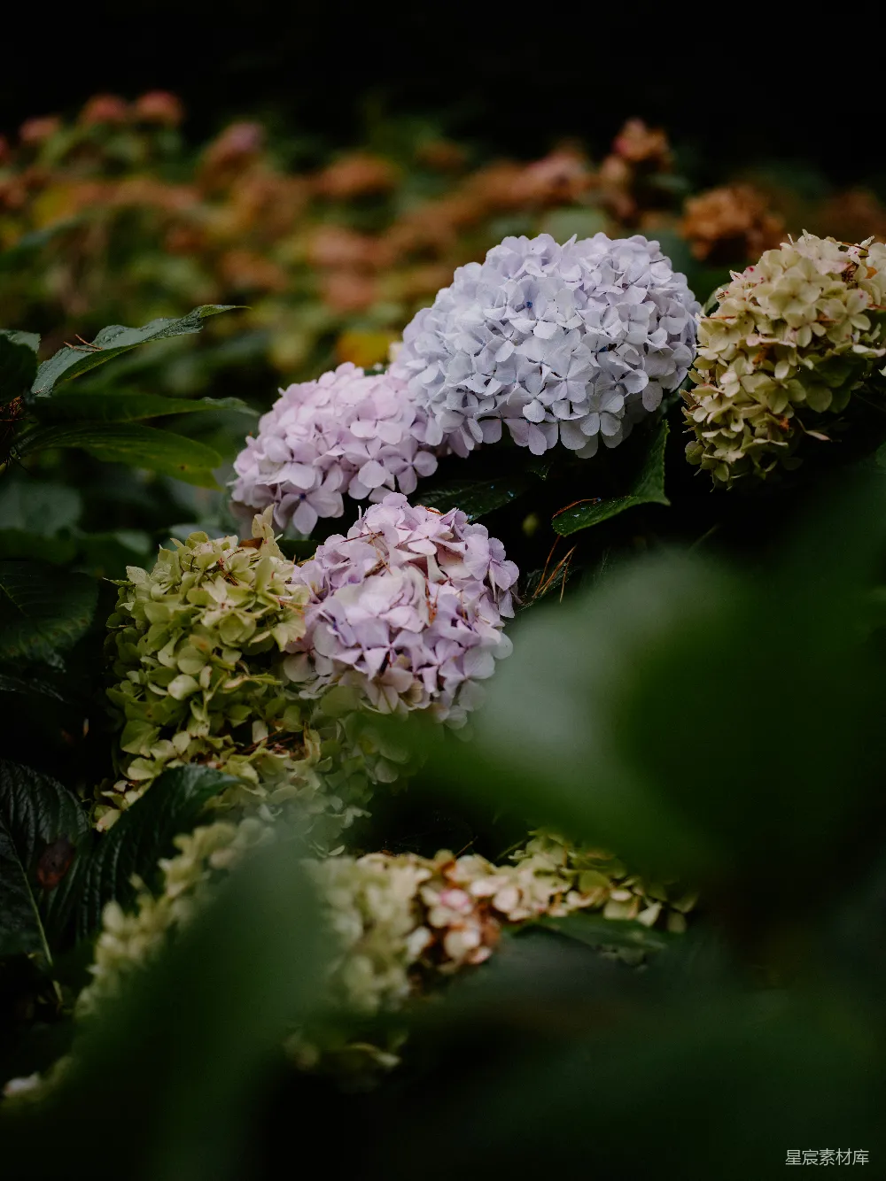 高清摄影 绣球花 雨后 自然 清新 花卉 雨后盛开的绣球花