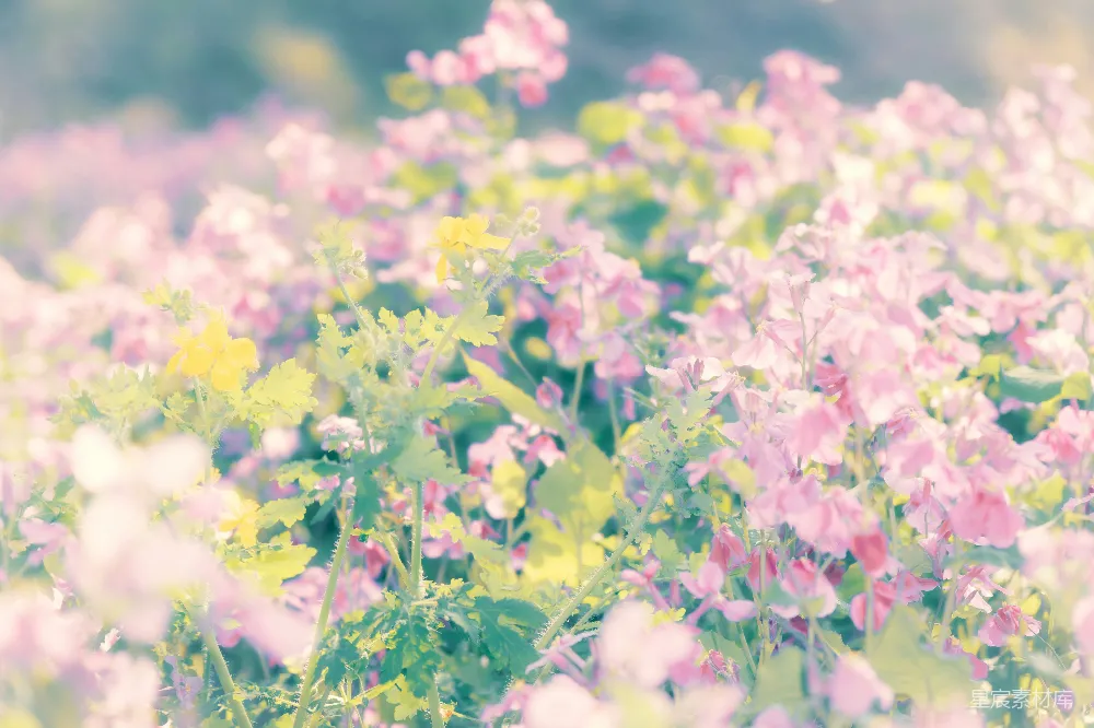 高清摄影 花园 花朵 春天 梦幻 自然 梦幻花园中的春日花海