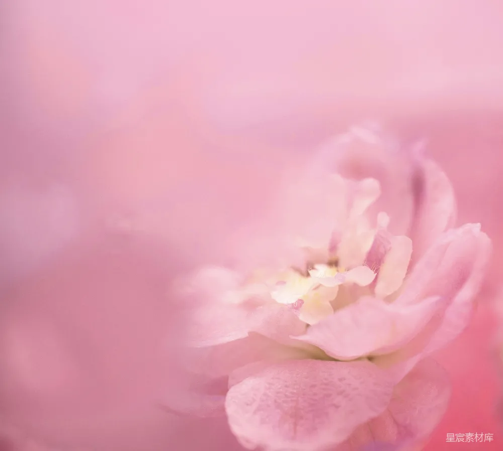 高清摄影 花卉 粉红色 特写 自然 柔和 粉红花瓣特写