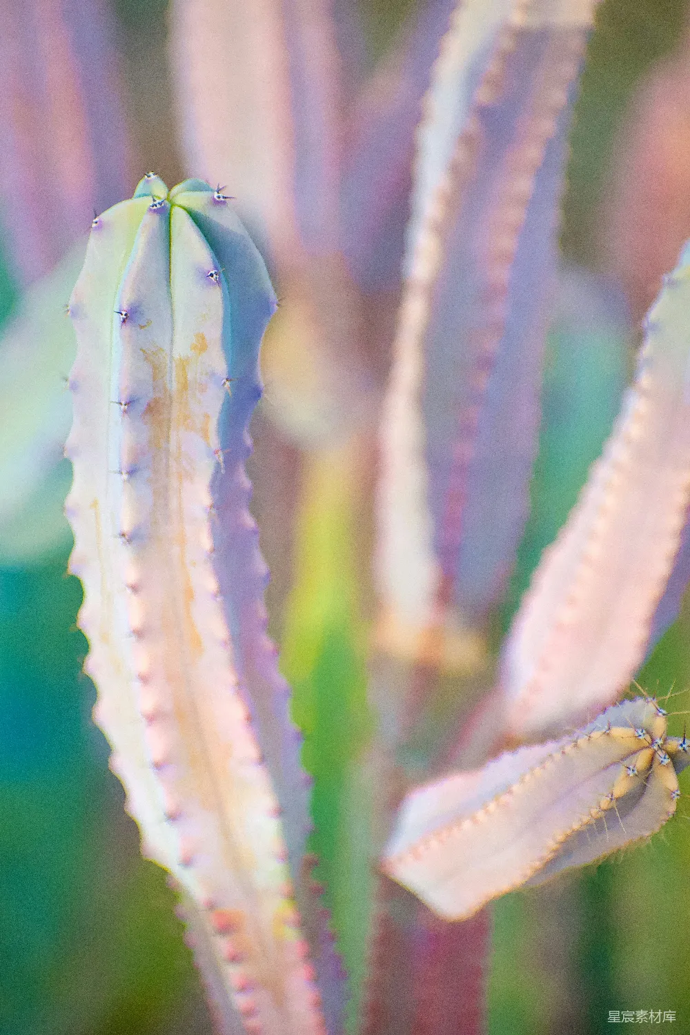 高清摄影 仙人掌 自然 色彩 特写 植物 色彩斑斓的仙人掌特写
