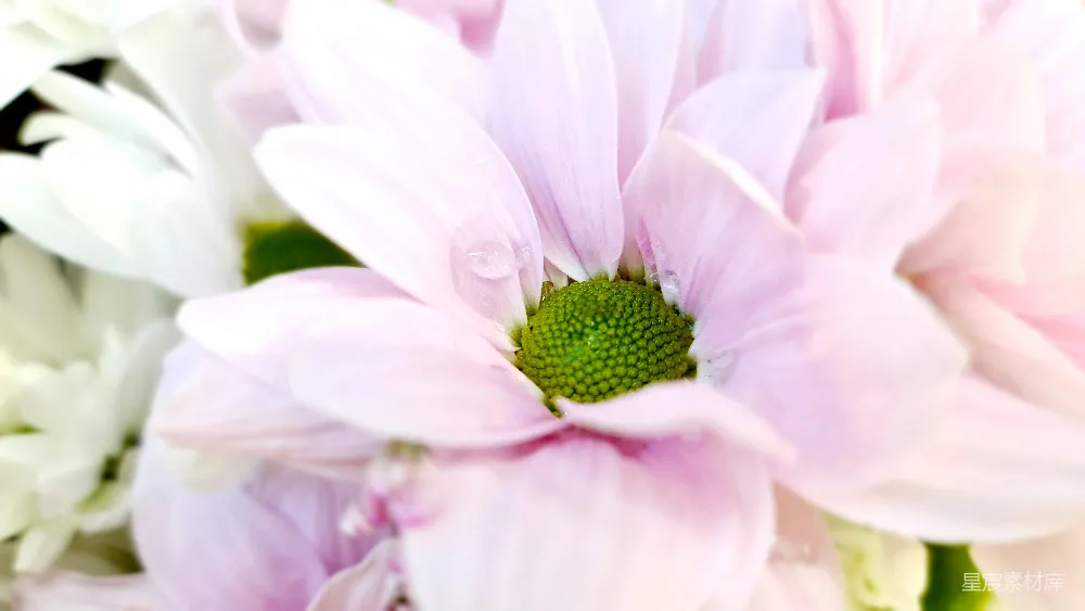 高清摄影 花朵 特写 自然 清新 花卉 粉色雏菊的特写