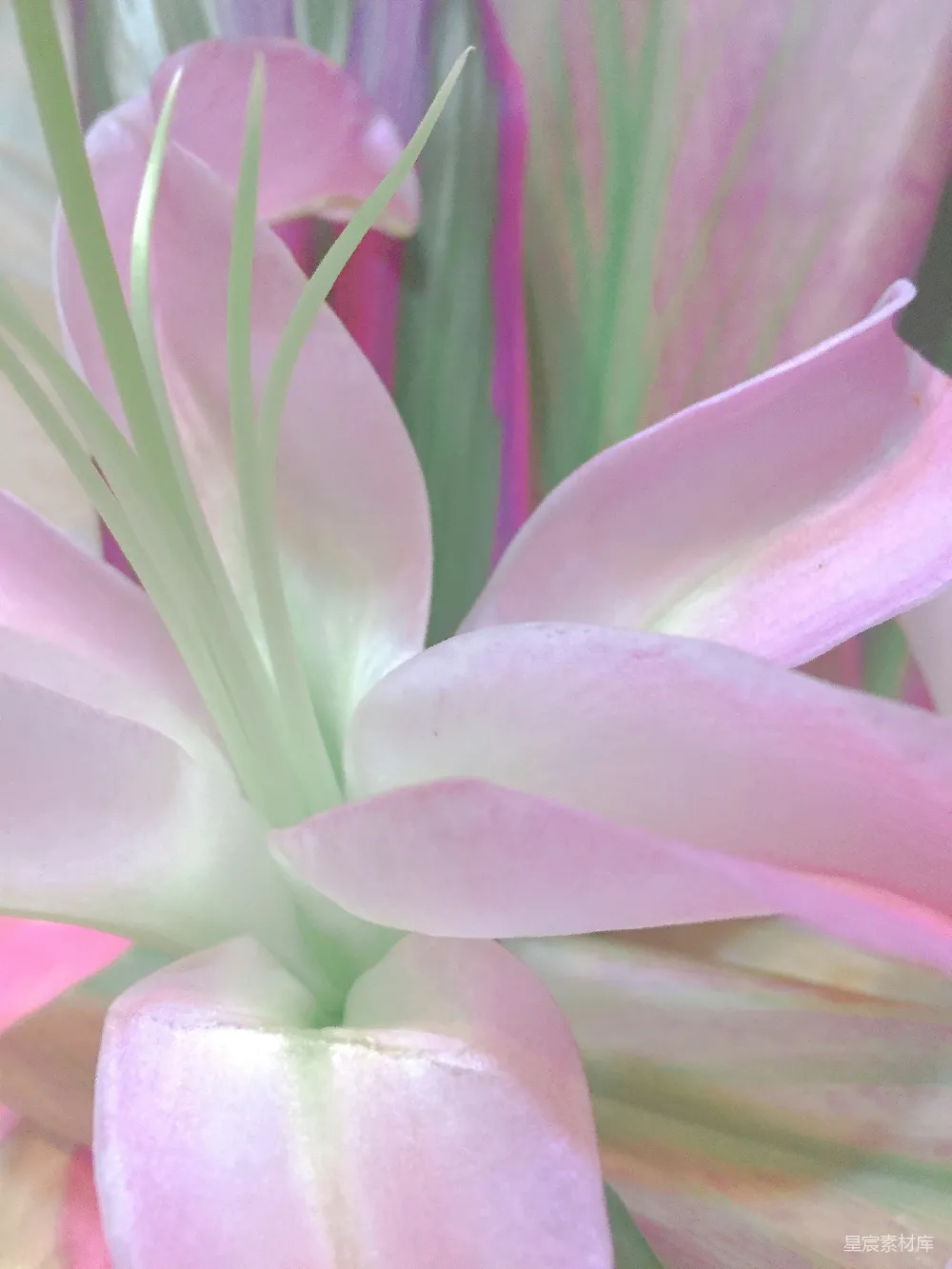 高清摄影 花 花卉 特写 粉色 自然 粉色百合特写