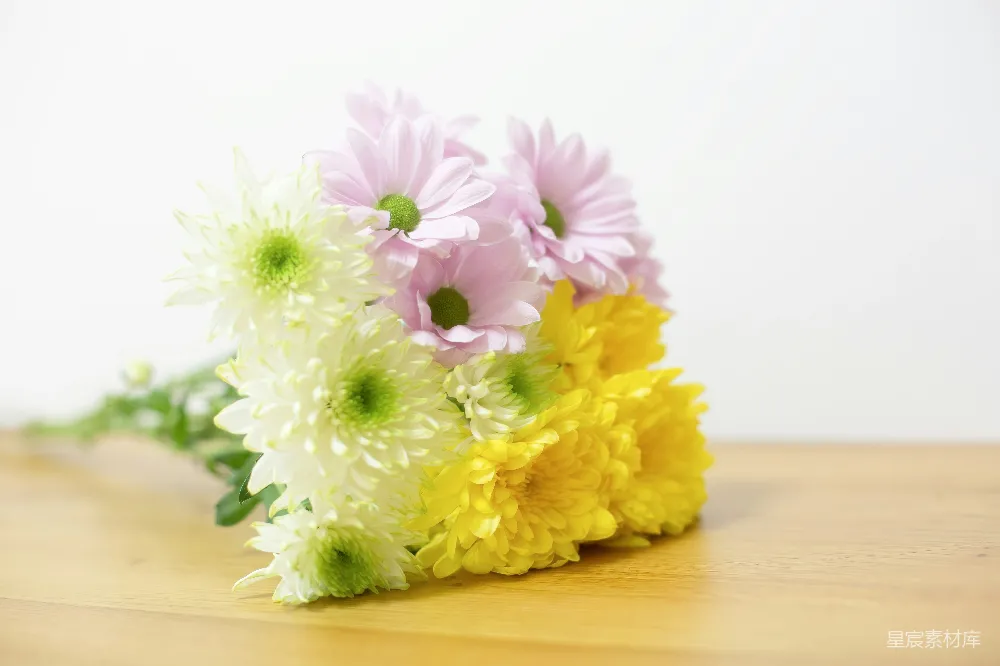 高清摄影 菊花 花束 花卉 自然 清新 柔和色调的菊花花束