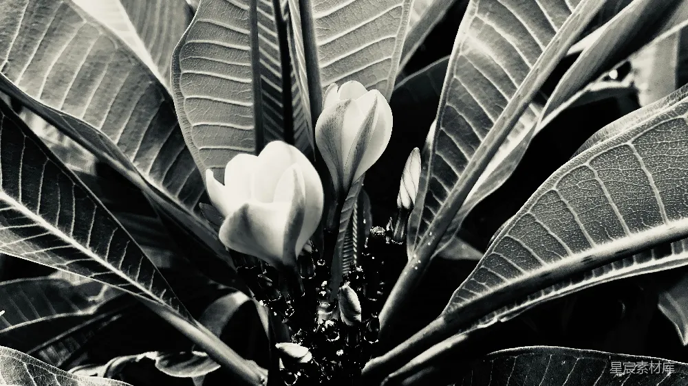 高清摄影 黑白 花卉 自然 特写 艺术 黑白花卉特写