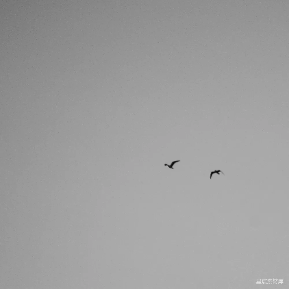 高清摄影 天空 鸟影 简洁 自然 宁静 天空中的鸟影