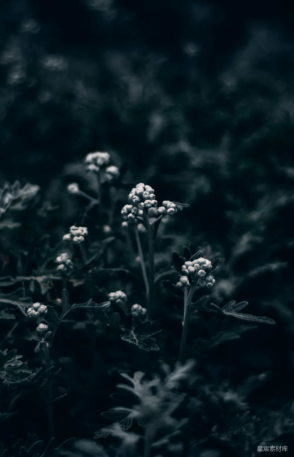 高清摄影 植物 自然 微距摄影 宁静 户外 静谧的自然微景